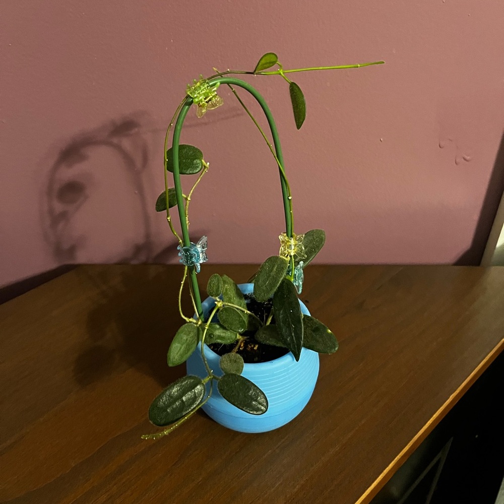 Hoya Yuennanensis Cutting